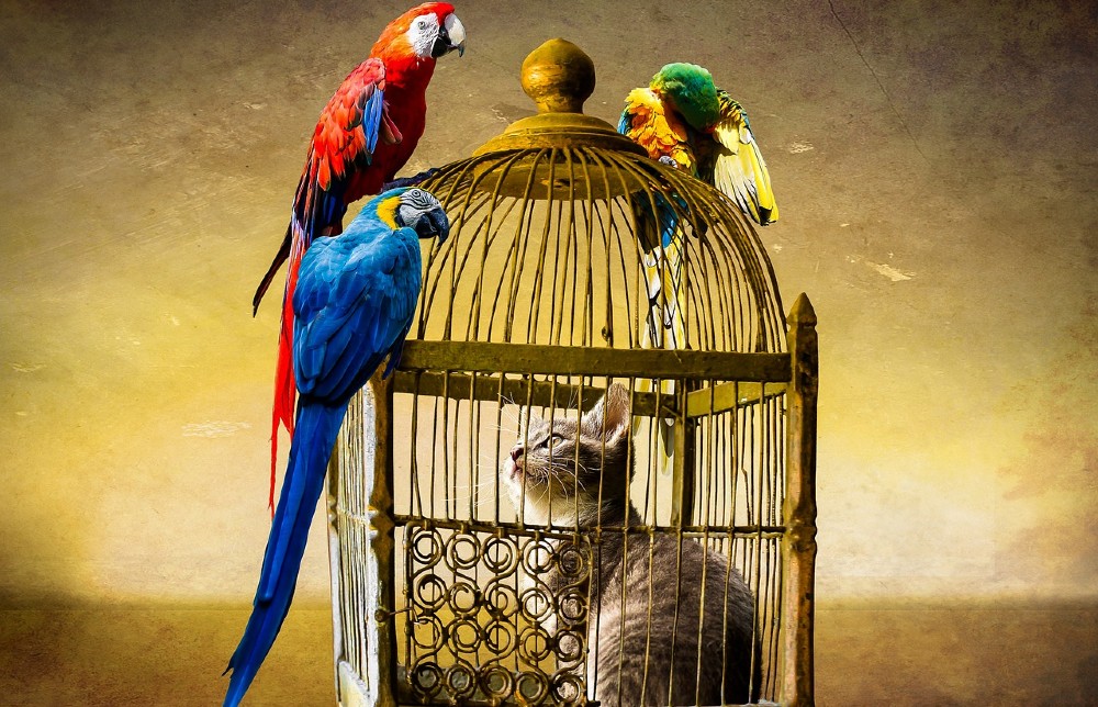 Feline hunter trapped in a cage surrounded by birds